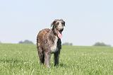 DEERHOUND 019